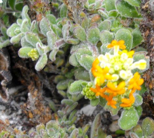 Manulea tomentosa stems